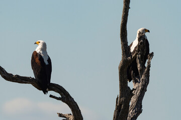 Pygargue vocifère, .Haliaeetus vocifer , African Fish Eagle, Parc national Kruger, Afrique du Sud