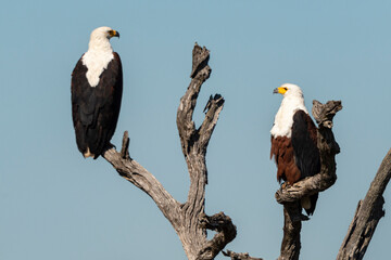 Pygargue vocifère, .Haliaeetus vocifer , African Fish Eagle, Parc national Kruger, Afrique du Sud