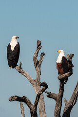 Pygargue vocifère, .Haliaeetus vocifer , African Fish Eagle, Parc national Kruger, Afrique du Sud