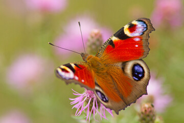 Rusałka pawik (Aglais io) © Grzegorz