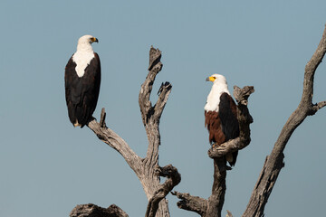 Pygargue vocifère, .Haliaeetus vocifer , African Fish Eagle, Parc national Kruger, Afrique du Sud