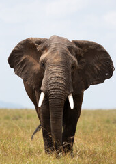 Plakat A portrait of a majestic African elephant in Savannah, Masai Mara