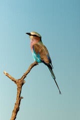 Rollier à longs brins,. Coracias caudatus, Lilac breasted Roller