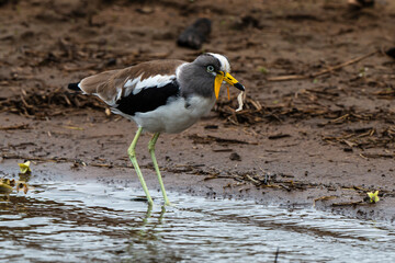 Vanneau à tête blanche,.Vanellus albiceps, White crowned Lapwing, Afrique du Sud