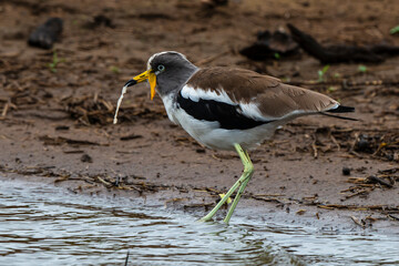 Vanneau à tête blanche,.Vanellus albiceps, White crowned Lapwing, Afrique du Sud