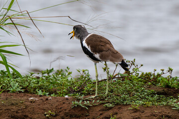 Vanneau à tête blanche,.Vanellus albiceps, White crowned Lapwing, Afrique du Sud