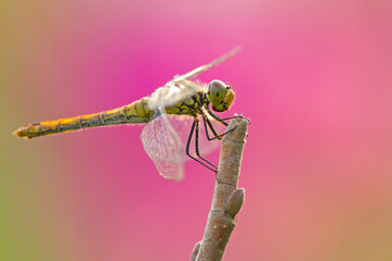 Szablak krwisty (Sympetrum sanguineum)