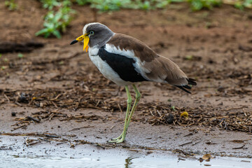 Vanneau à tête blanche,.Vanellus albiceps, White crowned Lapwing, Afrique du Sud