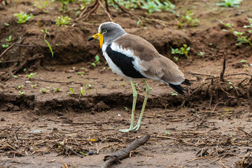 Vanneau à tête blanche,.Vanellus albiceps, White crowned Lapwing, Afrique du Sud
