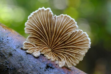 Schizophyllum commune is an interesting fungus growing on wood. It looks like a fan. It is known for its high medicinal value and aromatic taste profile.