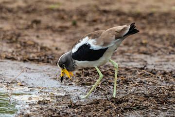 Vanneau à tête blanche,.Vanellus albiceps, White crowned Lapwing, Afrique du Sud