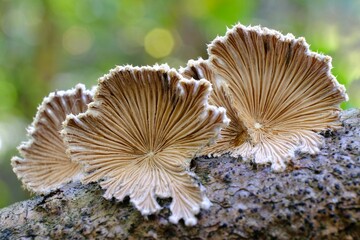 Schizophyllum commune is an interesting fungus growing on wood. It looks like a fan. It is known...