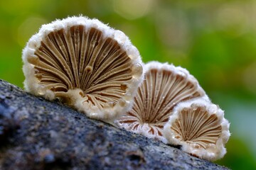 Schizophyllum commune is an interesting fungus growing on wood. It looks like a fan. It is known for its high medicinal value and aromatic taste profile.