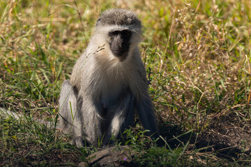 Vervet, singe, Chlorocebus pygerythrus