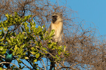 Vervet, singe, Chlorocebus pygerythrus