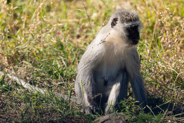 Vervet, singe, Chlorocebus pygerythrus