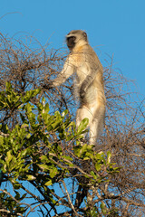 Vervet, singe, Chlorocebus pygerythrus