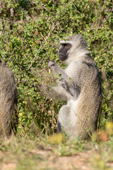 Vervet, singe, Chlorocebus pygerythrus