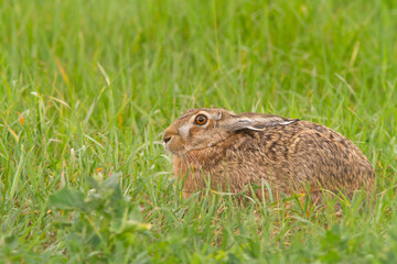 Zając szarak[ (Lepus europaeus) © Grzegorz