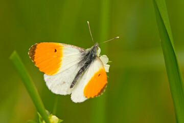 Zorzynek rzeżuchowiec (Anthocharis cardamines)