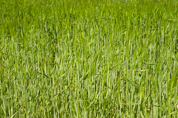 barley field on the plain	