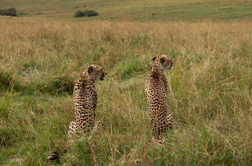 Two Cheetahs observing the surrounding to hunt, Masai Mara, Kenya
