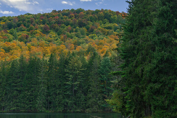 forest in autumn lake mountains 