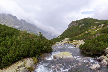 A small river in the Polish mountains with many gray stones and many green trees