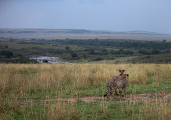 Cheetahs looking towards Mara river at Masai Mara, Kenya