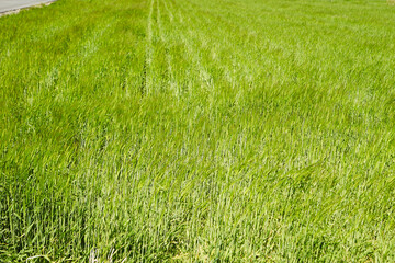 barley field on the plain	