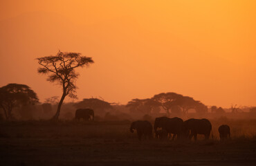 Silhouette of African elephants moving with beautiful hue and dust in the atmosphere during sunset at Amboseli, Kenya