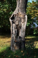 trunk of a damaged large tree