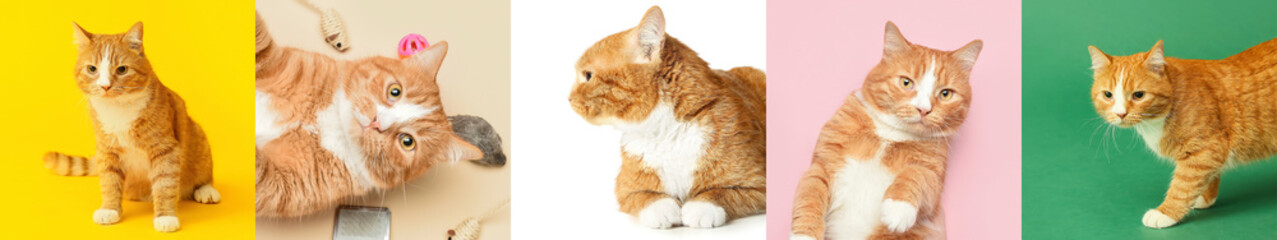 Collage with funny red cat on colorful background