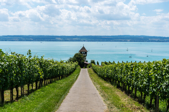 Zwischen Weinreben und dem Bodensee