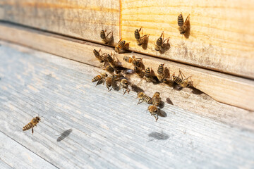 Honigbienen