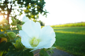 夕方に日差しがさす場所に白いの芙蓉の花が咲く