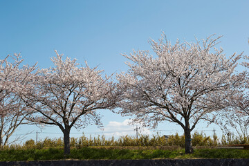 cherry trees by the river