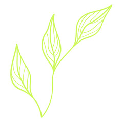 Outline foliage. Isolated.