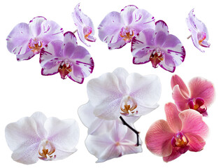 Fototapeta na wymiar Set of several different orchid flowers purple, white, pink, red closeup isolated on white transparent background for design and collage.