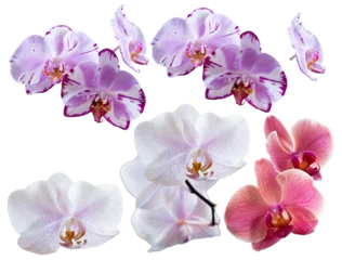 Schilderijen op glas Set of several different orchid flowers purple, white, pink, red closeup isolated on white transparent background for design and collage. © Viacheslav
