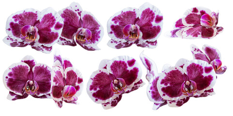 Set of several different orchid flowers purple, white closeup isolated on white transparent...