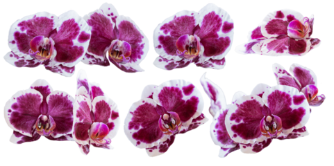 Set of several different orchid flowers purple, white closeup isolated on white transparent background for design and collage.