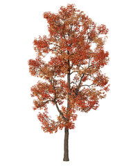 Big maple tree in autumn colors. Maple 3D Illustration. 3D rendering. Transparent background.
