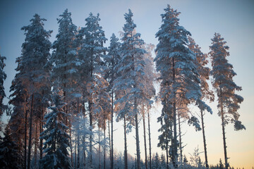 Obraz premium snow-covered fir trees in the setting sun. tall pines tend to the sky