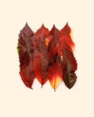 Autumn vertical pattern of fall leaves on pastel beige background, autumnal palette red claret...