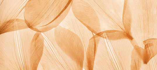 Nature abstract of flower petals, beige transparent leaves with natural texture as natural background, wide banner. Macro texture, neutral color photo with veins of leaf, botanical design.