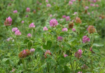 Field of Red clover, grown as animal feed and to improve soil quality 