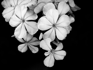 Plumbago macro shot in monochrome