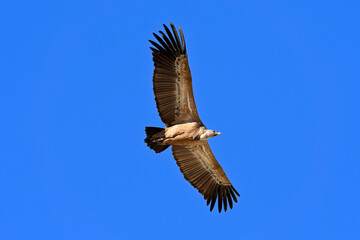 Griffon vulture // Gänsegeier (Gyps fulvus)