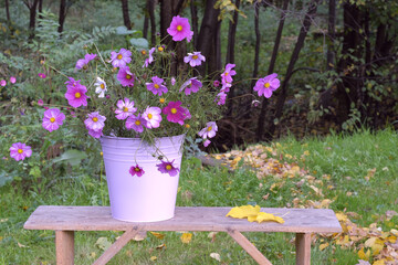 Cosmea flowers in a bucket - autumn composition